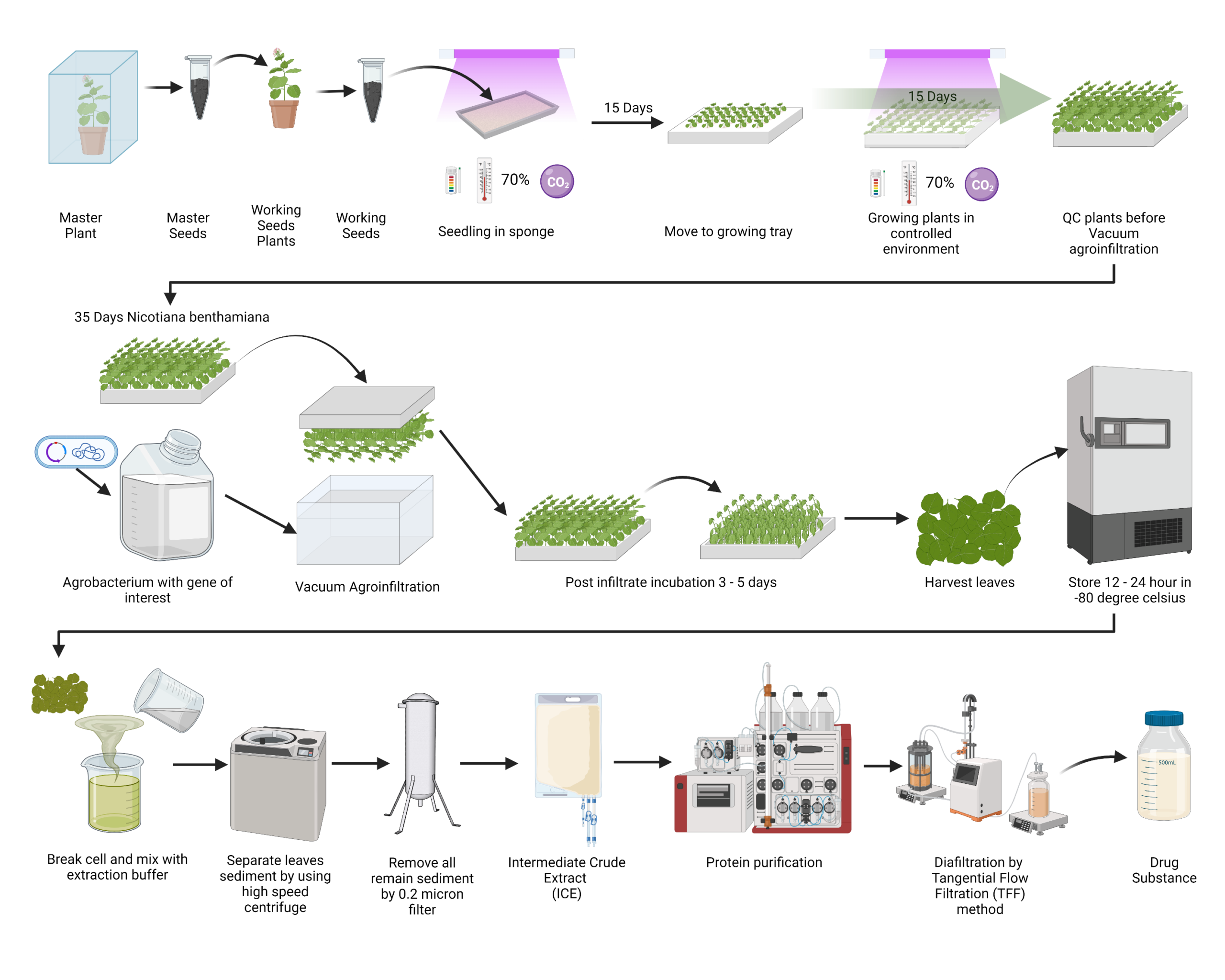 BaiyaPharming™ production process diagram showing infiltration, plant growth, harvest, extraction and purification stages